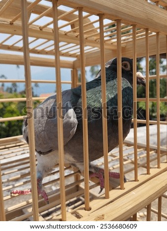 one gray dove in a cage

￼


