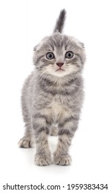 One gray kitten isolated on a white background. - Shutterstock ID 1959383434