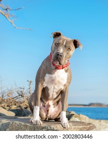 One Gray Pitbull Dog Wearing A Red Collar At The Beach On Top Of Rocks Looking At The Camera, Blue Sky And The Ocean In The Back