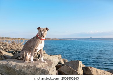 one gray pitbull wearing a red collar on rocks at the beach on a sunny day blu sky looking at the camera