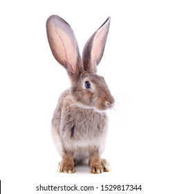 One gray rabbit isolated on a white background.