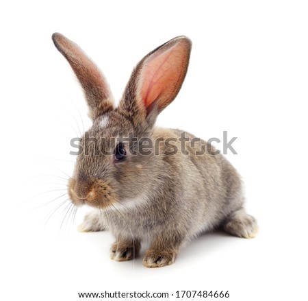 One gray rabbit isolated on a white background.