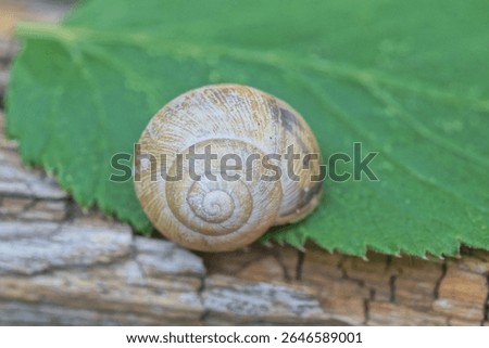 one gray round snail shell on a green leaf on a summer street in nature