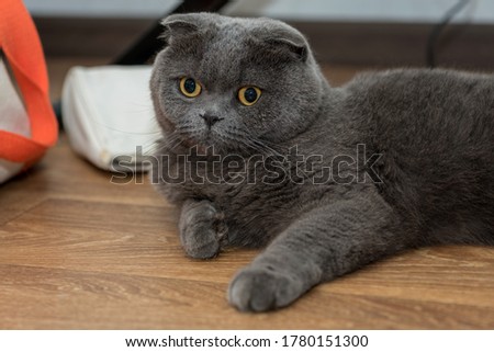 One gray scottish fold funny cat.