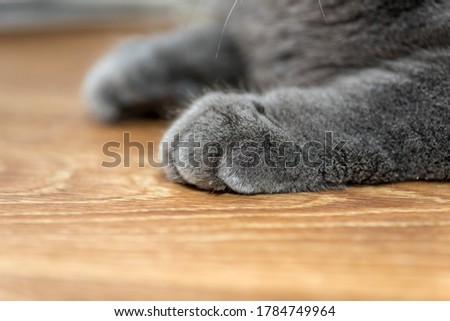 One gray scottish fold funny cat.