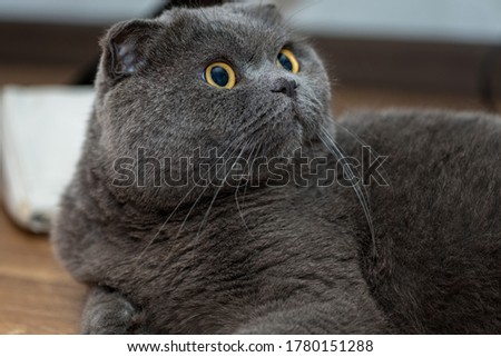 One gray scottish funny cat.
