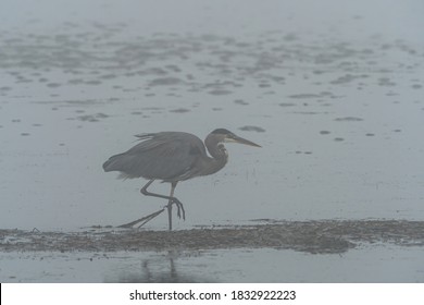 one great blue heron walking on the muddy shoreline with some seaweed caught on its claw on a  foggy day