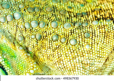 One Green Iguana Lizard .reptile Texture Skin Closeup