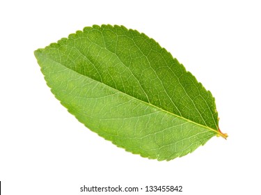 One green leaf of apple-tree. Isolated on white background. Close-up. Studio photography.