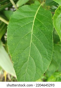 One Green Leaf In The Garden, Outdoor View