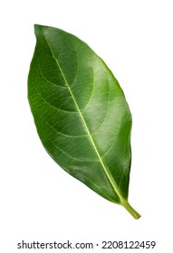 One Green Leaf Isolated On White Background.