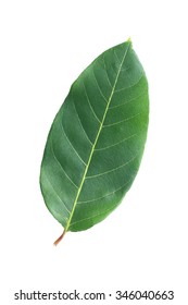 One Green Leaf Isolated On White Stock Photo 346040663 | Shutterstock