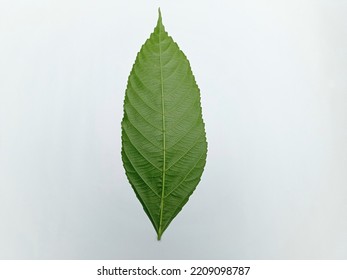 One Green Leaf On A White Background