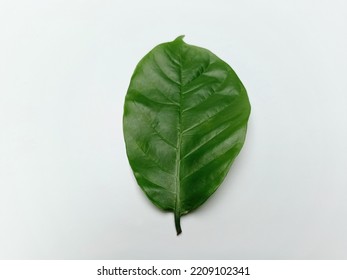 One Green Leaf On A White Background