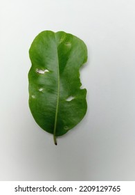 One Green Leaf On A White Background