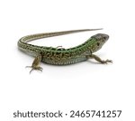 One green lizard isolated on a white background.