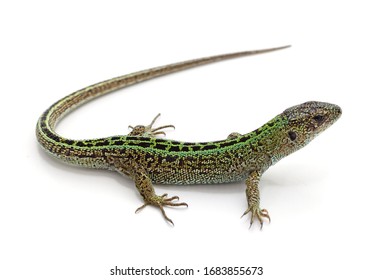 One green lizard isolated on a white background.