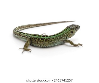 One green lizard isolated on a white background. - Powered by Shutterstock