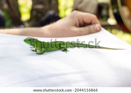 One green lizard on a white T-shirt outdoor nature