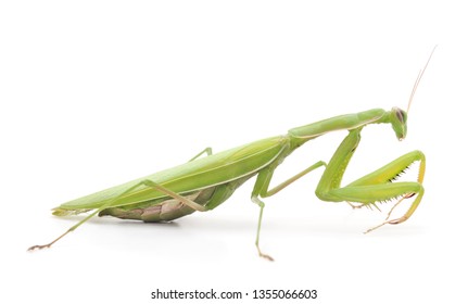 One green mantis isolated on a white background.