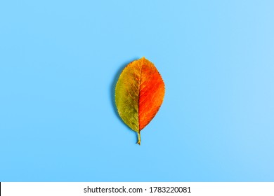 One Green-orange Leaf On A Blue Background. Autumn Concept. The Concept Of Transition From Summer To Autumn. Foliage Wilting Concept. Copy Space, Top View, Minimalism.