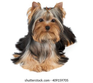 One Groomed Yorkshire Terrier Isolated On White