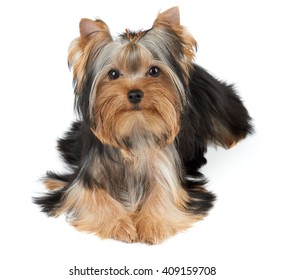 One Groomed Yorkshire Terrier Isolated On White