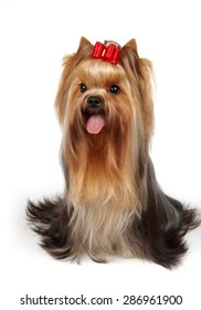 One Groomed Yorkshire Terrier With Red Bow On Top Sits On White Isolated Background