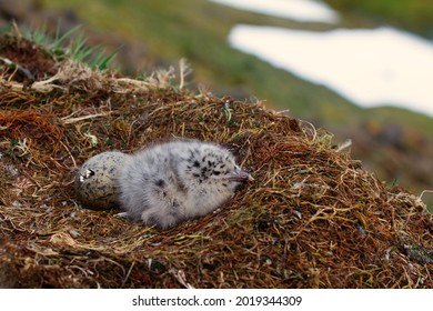 One gull chick hatched, the second is at the stage of cracking in the shell. Glaucous gull (Larus hyperboreus) nest from the high Arctic latitudes.