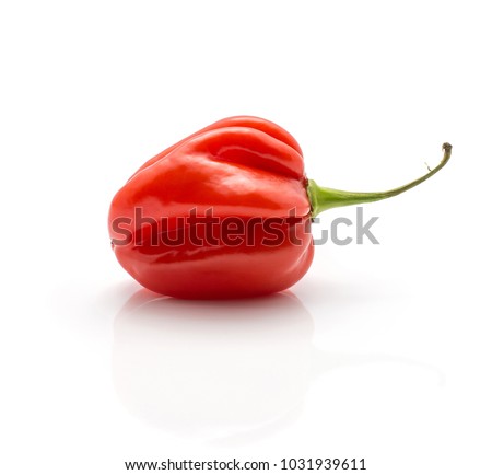 One Habanero chili red hot pepper isolated on white background
