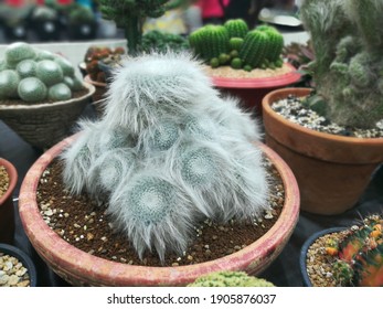 One Hairy Cactus Amoung Others