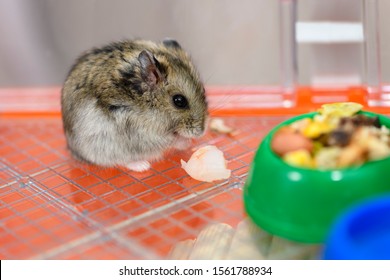 One Hamster Eating Animal Protein Shrimp Stock Photo 1561788934 | Shutterstock