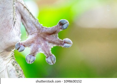 sund fornuft greb mord Gecko paw Images, Stock Photos & Vectors | Shutterstock