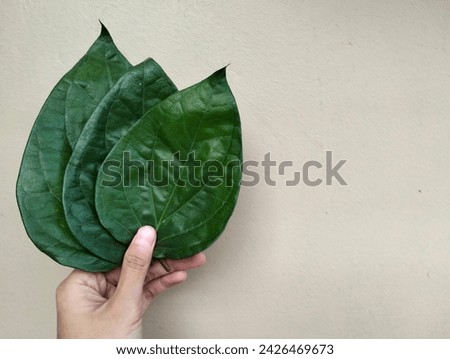 one hand holds 3 green betel leaves (Piper betle L.) on a plain background. Copy space, Landscape
