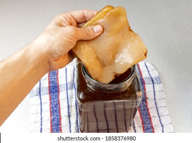 One Hand Holds A Scoby Of Kombucha