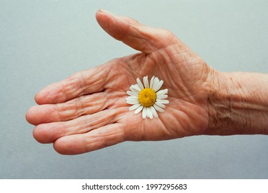 One Hand Of An Old Woman Holding Daisy Flower. The Concept Of Longevity. Seniors Day. National Grandparents Day