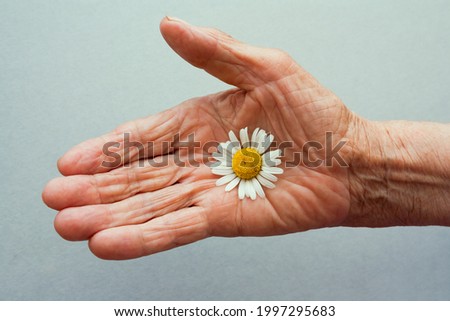 One hand of an old woman holding daisy flower. The concept of longevity. Seniors day. National Grandparents Day