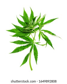 One Hemp (marijuana) Plant Isolated On White.