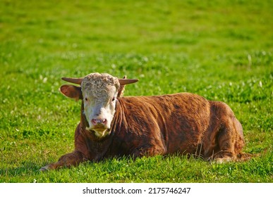 One Hereford Cow Sitting Alone On A Farm Pasture. Hairy Animal Isolated Against Green Grass On A Remote Farmland And Agriculture Estate. Raising Live Cattle, Grass Fed Diary Farming Industry