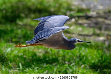 One heron bird flying with outstretched wings - Powered by Shutterstock