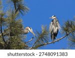 ONe heron pulls at branch while the other watches out high in the pine tree near Coeur d