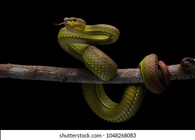 One Of The High Venom Snake. This Snake Is Endemic Reptile In Java. It's Very Dangerous Snake Anda Have Deadly Bite.