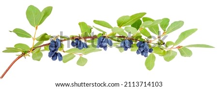One horizontal branch of a honeysuckle bush with blue berries isolated on a white background.