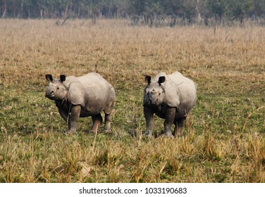 The One Horn Rhinoceros At Pobitora Wildlife Sanctuary .