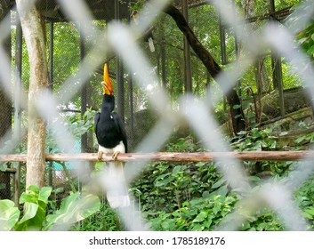 One Hornbill Standing On Sticky Wood At Zoo In Cage