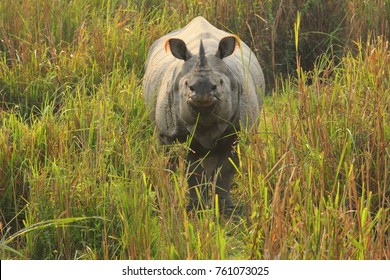 One Horned Indian Rhinoceros In Kaziranga National Park, Assam, India