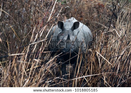 A one horned rhino in the bush in Chitwan, Nepal 