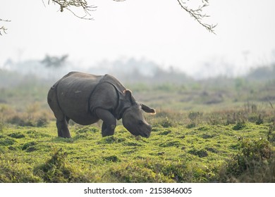 A one horned rhino grazing in the grasslands of the Chitwan National Park in Nepal.