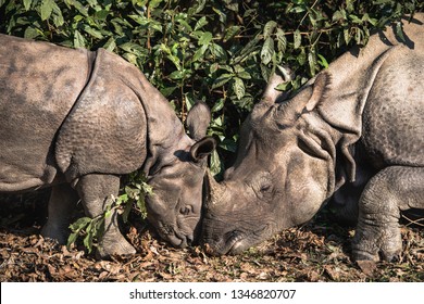 One Horned Rhino Mother And Baby In Nepal