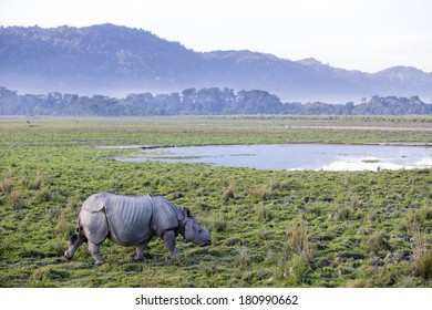 One Horned Rhinoceros In Kaziranga National Park - Assam, India